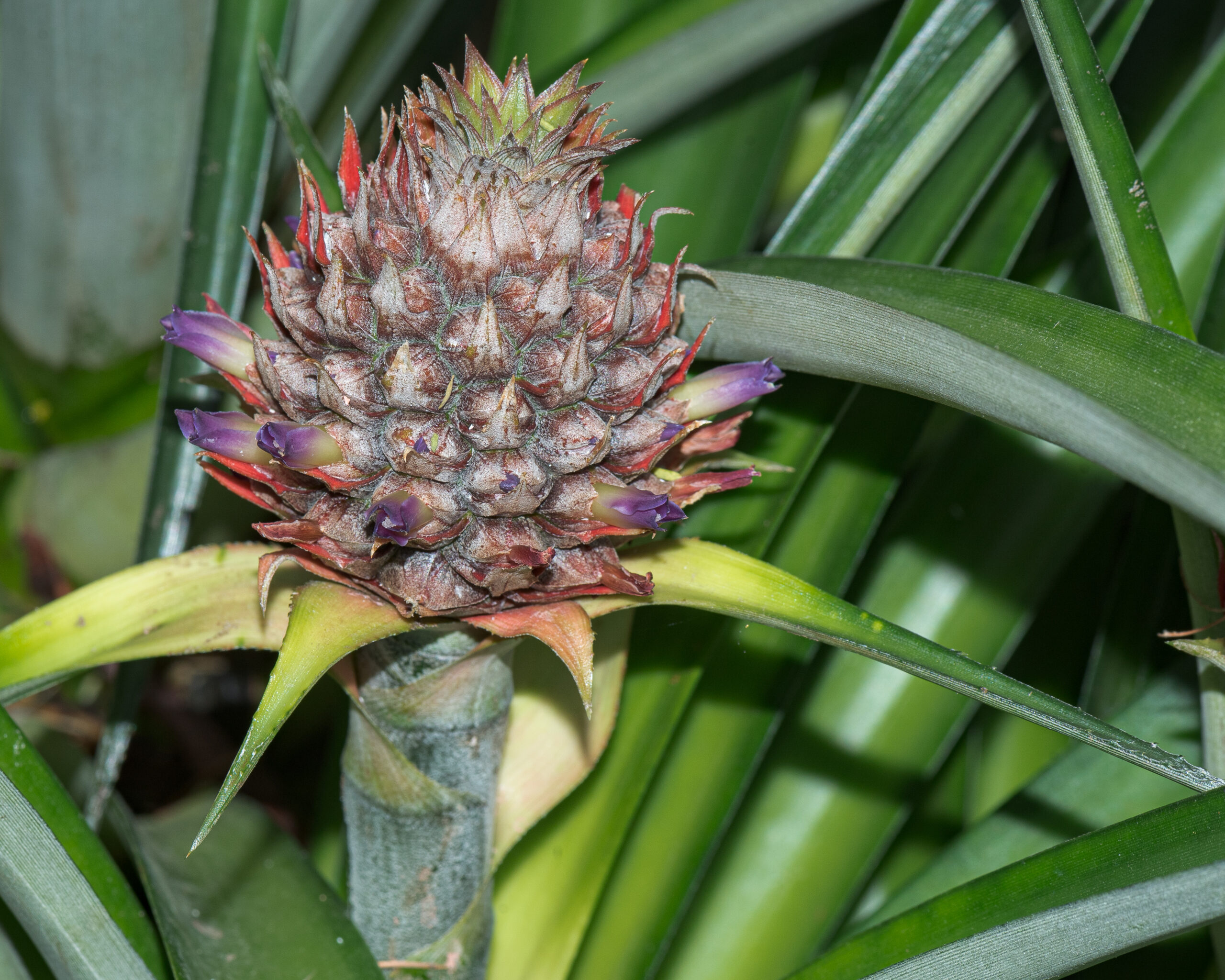 Alivio Natural de la Congestión: Receta de la Unidad Antigripal con Piña, Limón y Miel