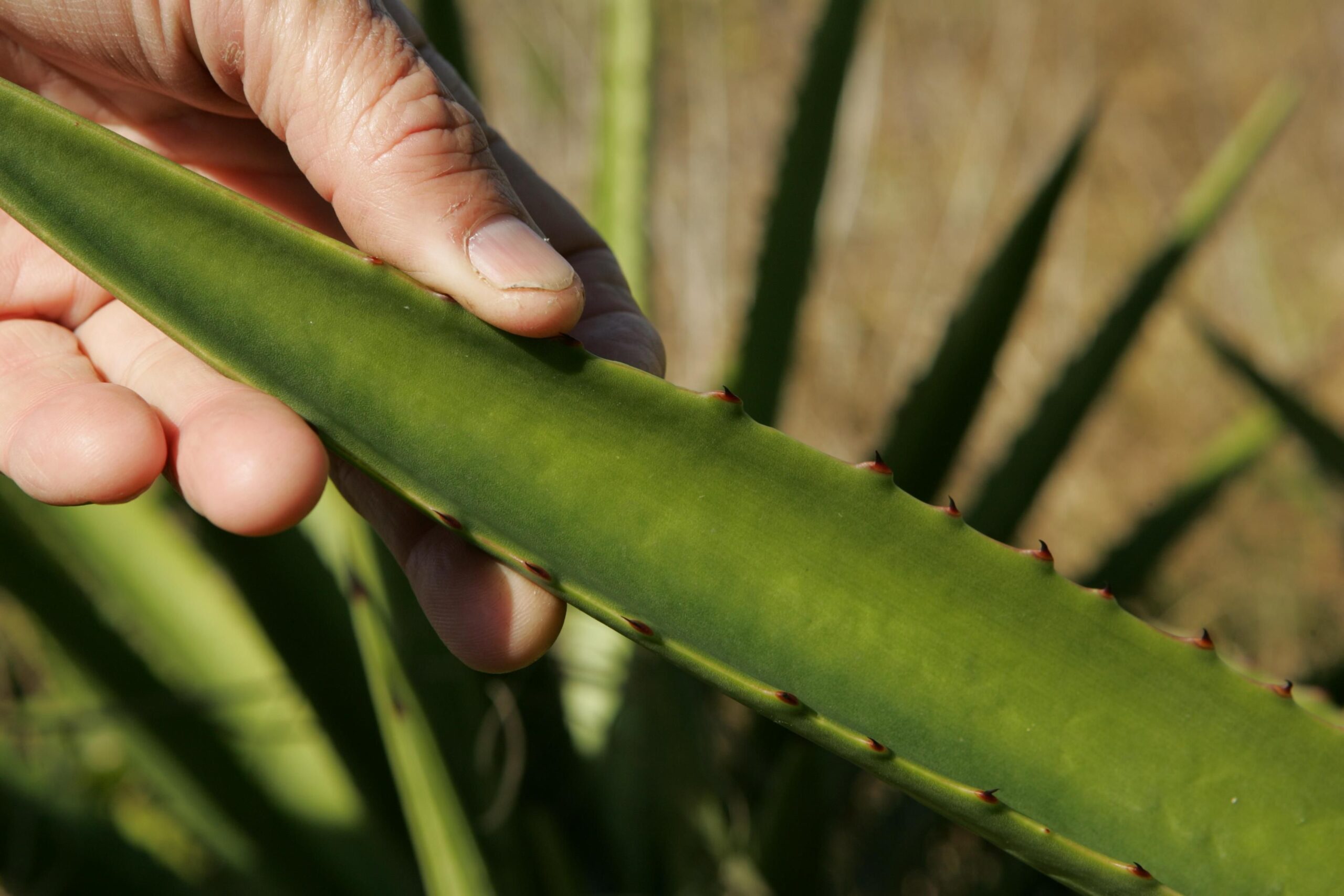 El Poder Revitalizante de la Sábila con Jengibre y Canela: Un Elixir Natural