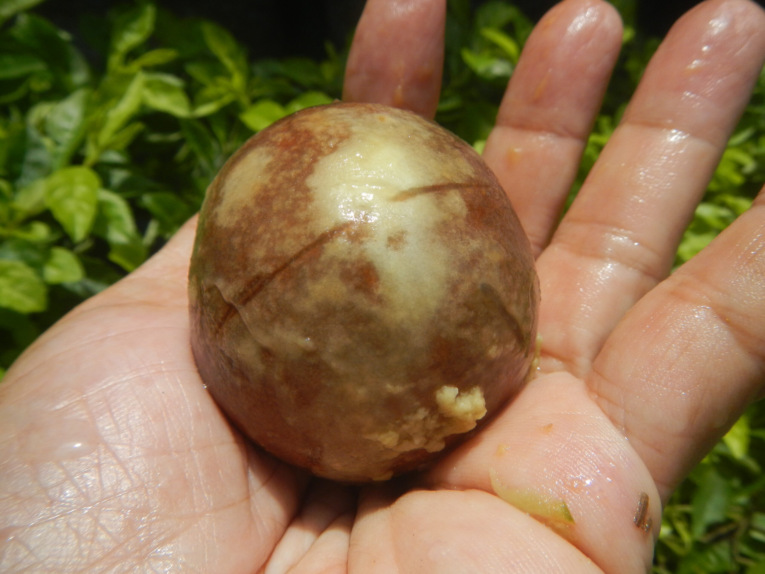 Alcoholato Natural para Aliviar Dolor Articular y Muscular: Receta Casera con Semilla de Aguacate, Romero y Clavos