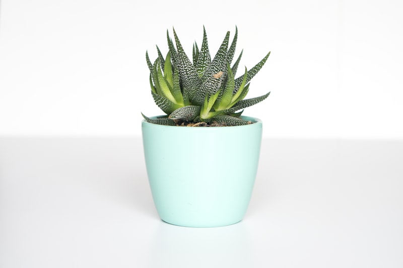 Vendaje Gástrico Líquido de Sábila Pura: Un Bálsamo Natural para Tu Estómago